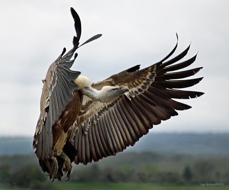 Observatorio De Aves Mas De Bunyol